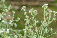 Cryptantha