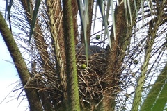 Geranospiza caerulescens