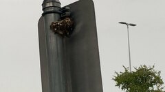 Polistes exclamans