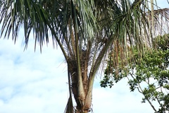 Geranospiza caerulescens