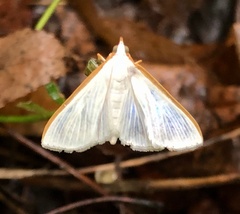 Diaphania