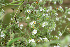 Cryptantha