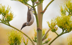 Philemon citreogularis