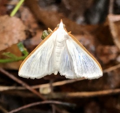 Diaphania