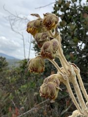 Espeletia
