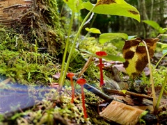 Hygrocybe cantharellus