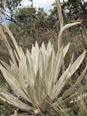 Espeletia