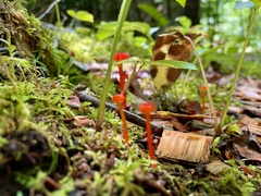 Hygrocybe cantharellus