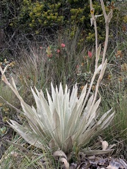 Espeletia