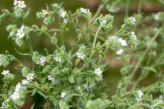 Cryptantha