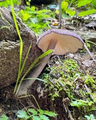 Entoloma violaceum