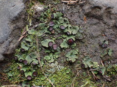 Peltigera venosa