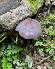 Entoloma violaceum