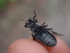 Chrysops