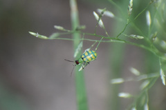 Diabrotica balteata