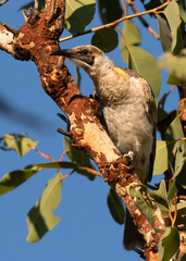 Philemon citreogularis