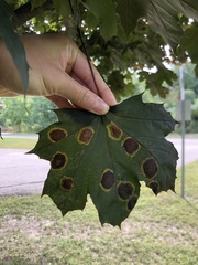 Acer platanoides