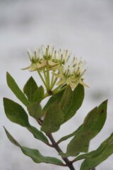 Asclepias curtissii