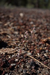 Eriogonum vimineum