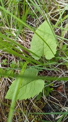 Arnica cordifolia