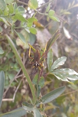 Holhymenia histrio