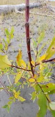 Salix hookeriana
