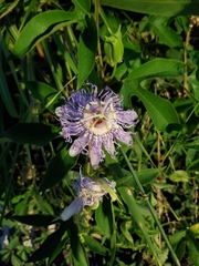 Passiflora incarnata