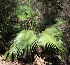 Washingtonia robusta