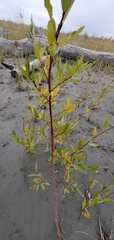 Salix hookeriana