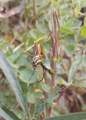 Holhymenia histrio