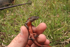 Pholidobolus vertebralis