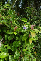 Passiflora nitida