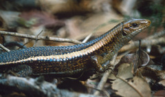 Zonosaurus laticaudatus