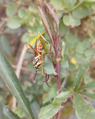 Holhymenia histrio