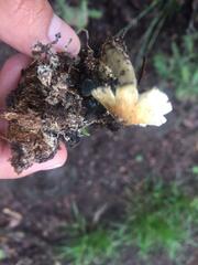 Psilocybe cubensis