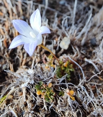 Wahlenbergia albomarginata