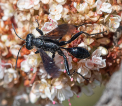 Sphecinae