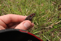 Pholidobolus vertebralis