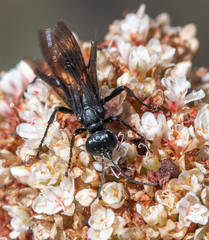 Sphecinae