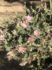Sphaeralcea ambigua