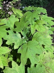 Hydrangea quercifolia