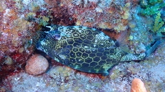 Acanthostracion polygonium