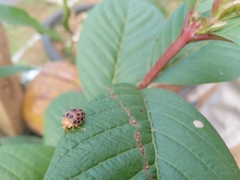Henosepilachna vigintioctopunctata