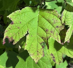 Hydrangea quercifolia