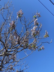 Paulownia tomentosa