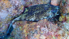 Acanthostracion polygonium