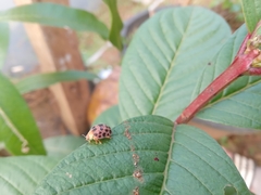 Henosepilachna vigintioctopunctata