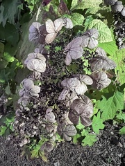 Hydrangea quercifolia