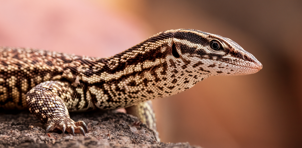 Ridgetail Monitor from Wyndham WA 6740, Australia on June 3, 2022 at 12 ...