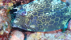 Acanthostracion polygonium